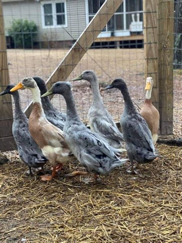 Are Indian Runner ducks good layers?
