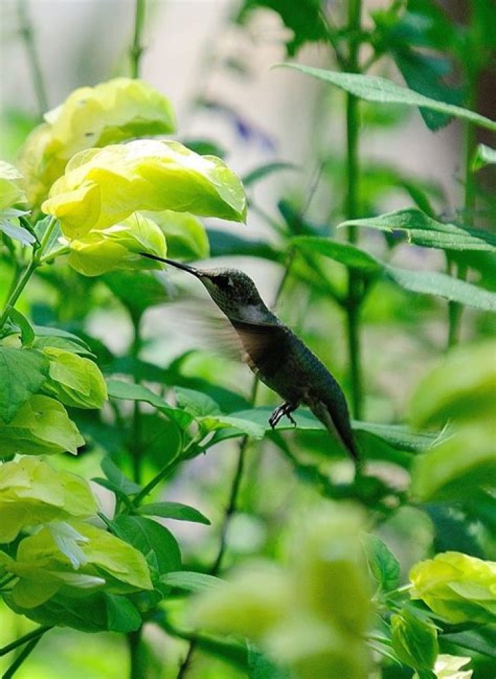 Are there any yellow hummingbirds?