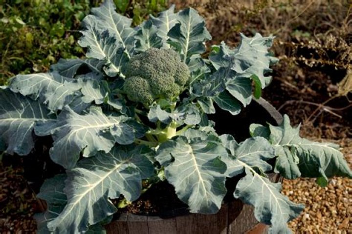 Can broccoli and cabbage be planted together?