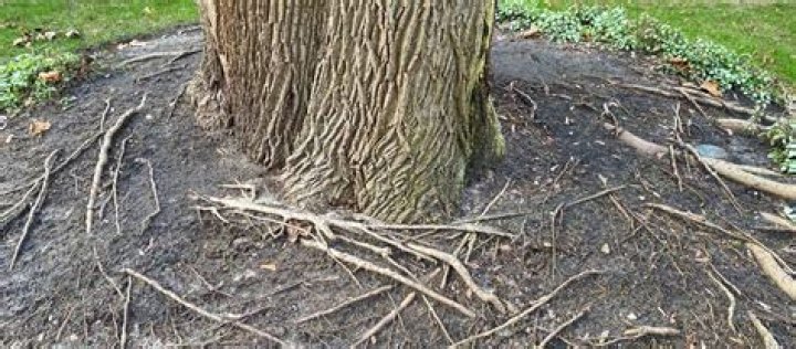Can exposed tree roots be covered with dirt?