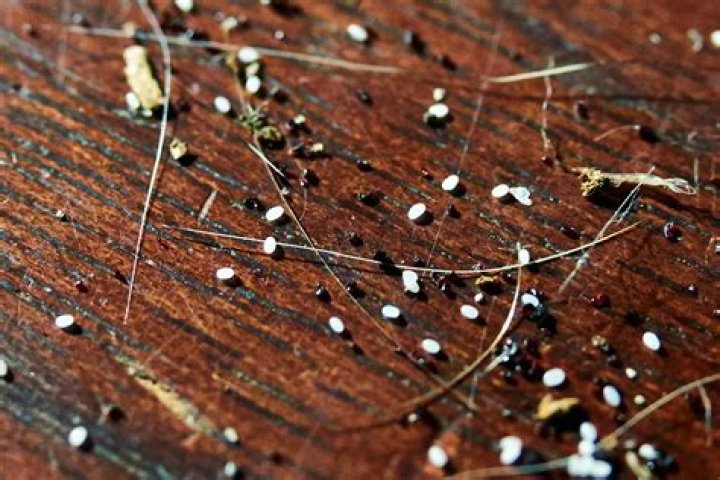 Can fleas live in wood piles?