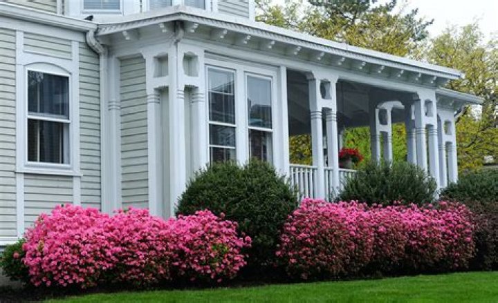 Can Keepsake Azaleas be planted outside?