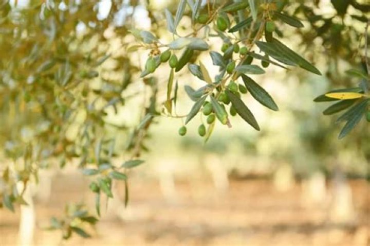 Can olive trees grow in Ohio?