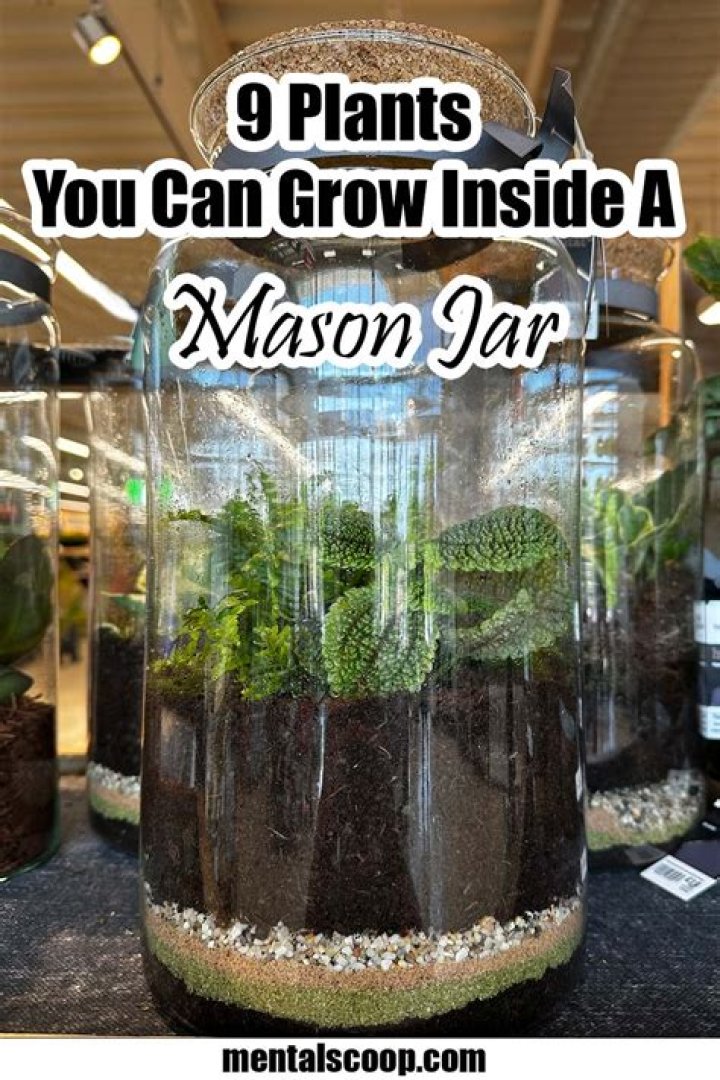 Can you plant a cactus in a Mason jar?
