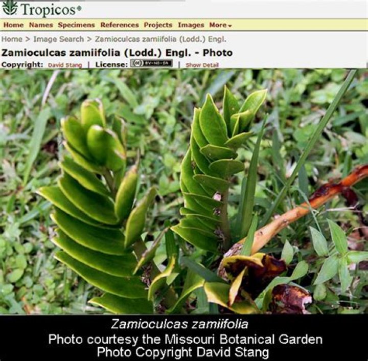 Can zamioculcas cause cancer?