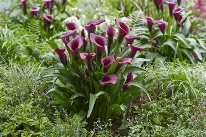 Do calla lilies smell bad?