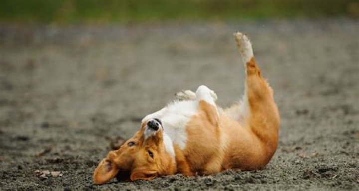 Do cats like rolling in dirt?