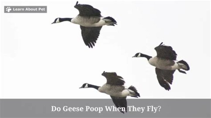Do fish eat goose poop?
