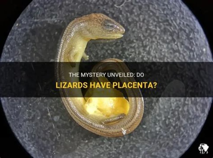 Do lizards have placenta?