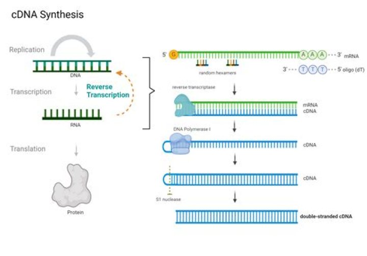 Does cDNA have introns?