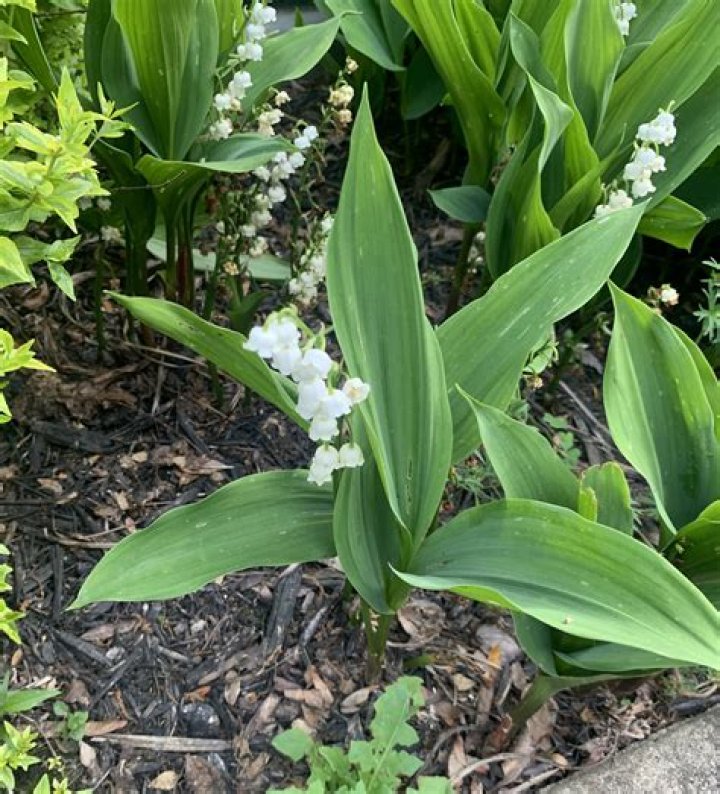 Does lily of the valley grow in Florida?