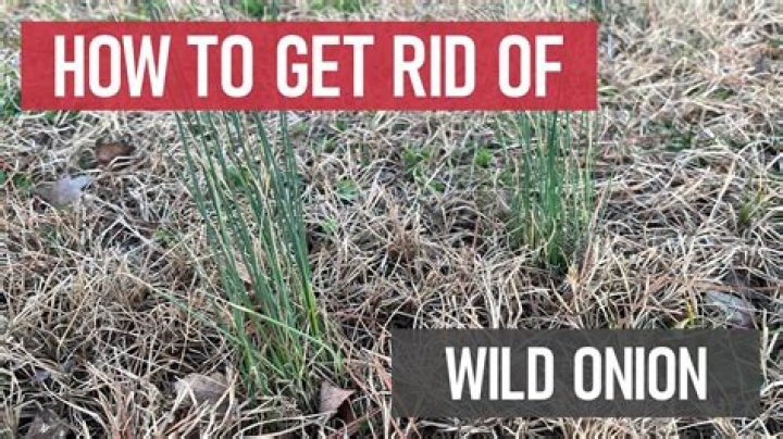 Does lime kill wild onions?