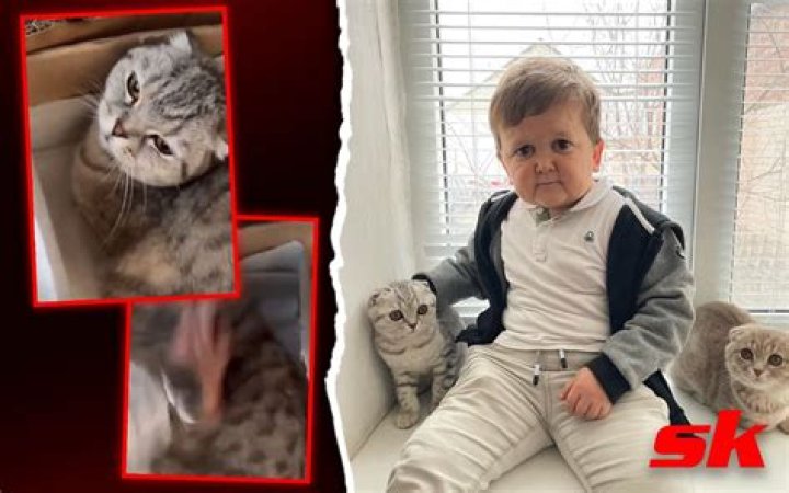 Hasbulla Cat Abuse Video Goes Viral – What Did He Do? Medical Condition Explained