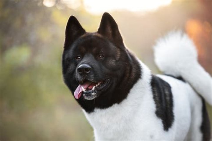 Henry Cavill’s black & white Akita is named Kal-El & he’s a service dog?