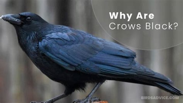 How did crows become black?
