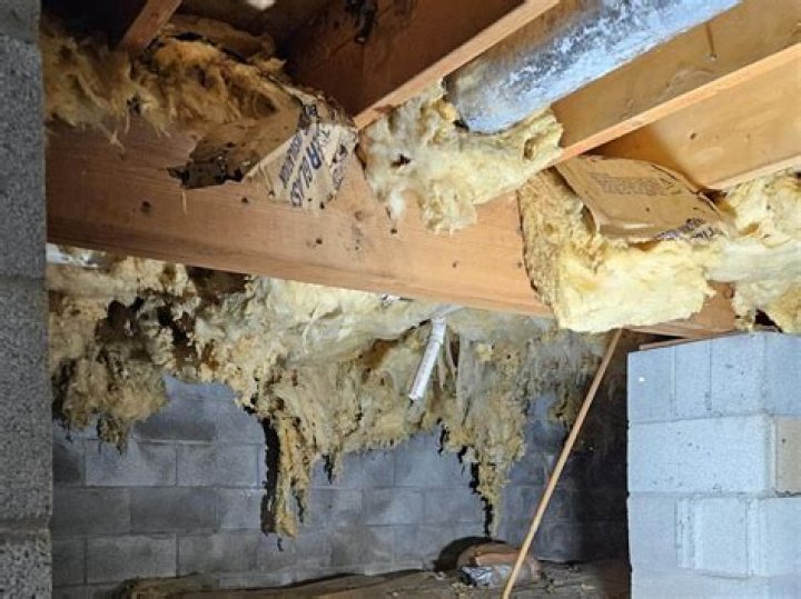 How do I get rid of bugs in my crawl space?