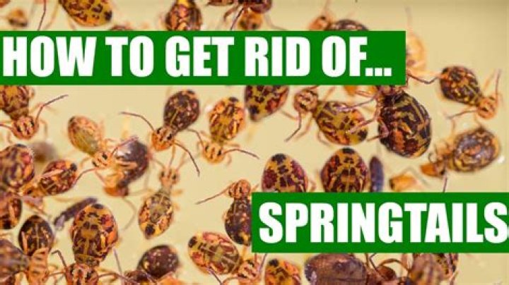 How do you get rid of Springtail infestation?