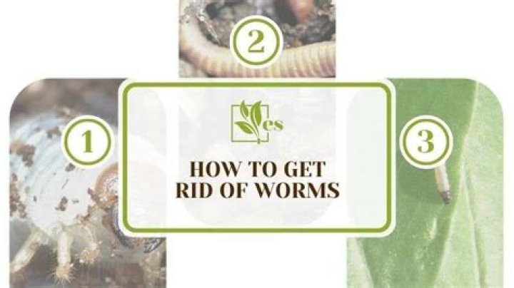 How do you get rid of worms on grape leaves?