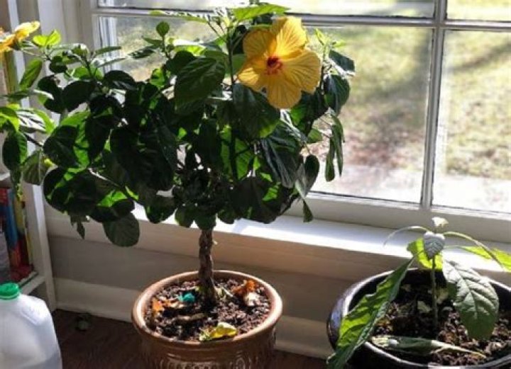 How do you take care of a hibiscus plant indoors?