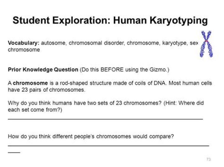 How do you think different people’s chromosomes would compare?