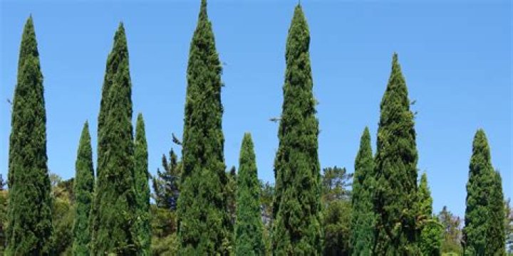 How far apart do you plant Italian cypress trees?