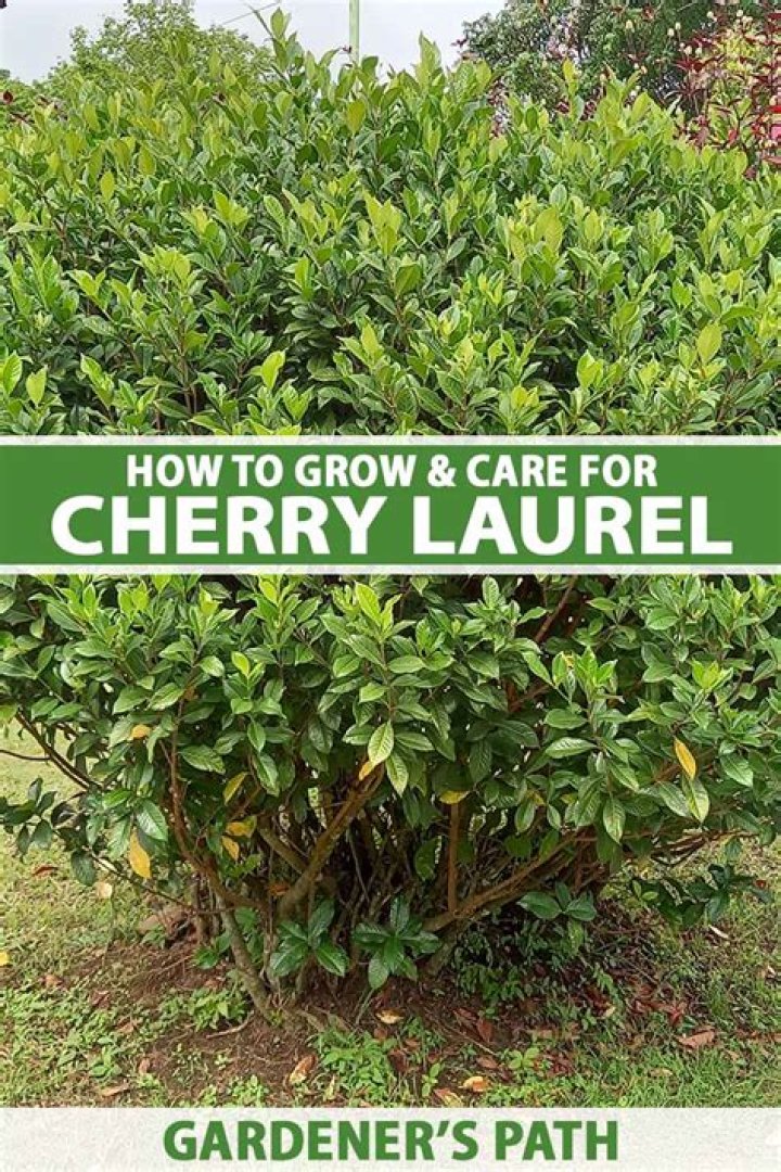 How fast do cherry laurels grow?