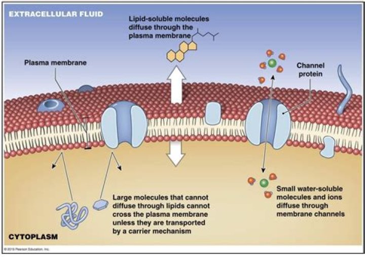 How is a cell membrane different from dialysis tubing?