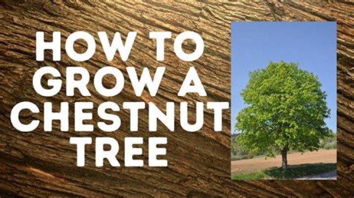 How long does it take for a chestnut tree to produce?