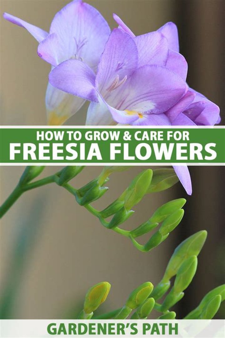 How long does it take for Freesia bulbs to grow?