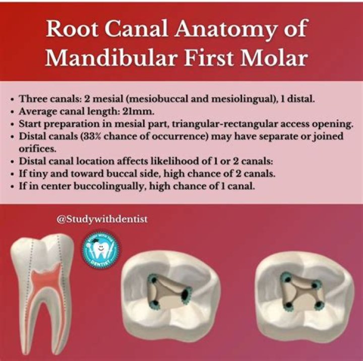 How many roots mandibular first molar?