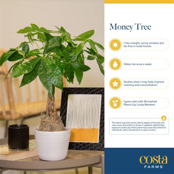 Is a bonsai tree a money tree?