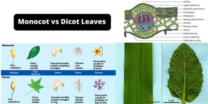 Is a Rose a monocot or dicot?