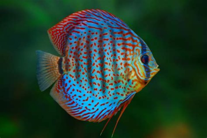 Is it hard to keep discus fish?