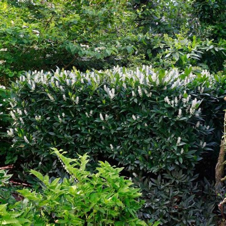 Is Otto Luyken laurel deer resistant?