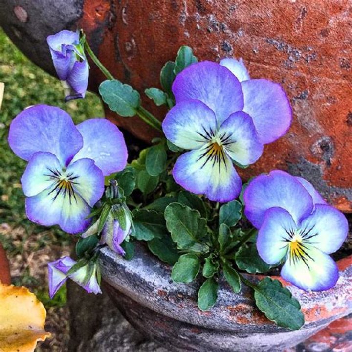 Is Viola plant poisonous?