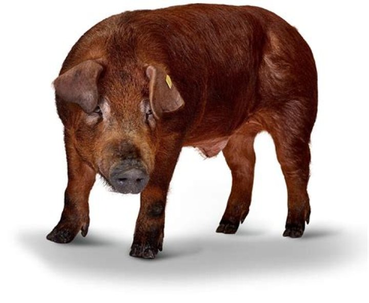 What are Duroc pigs used for?