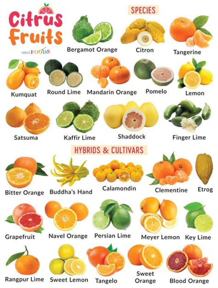 What are the parts of a citrus fruit?