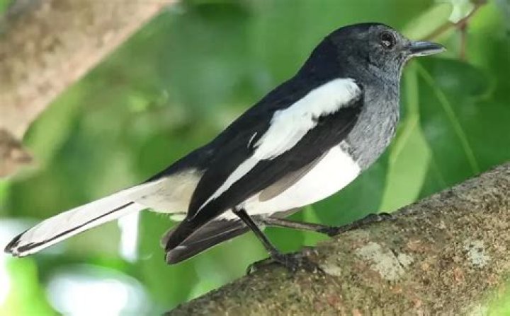 What bird is black and white with a red beak?