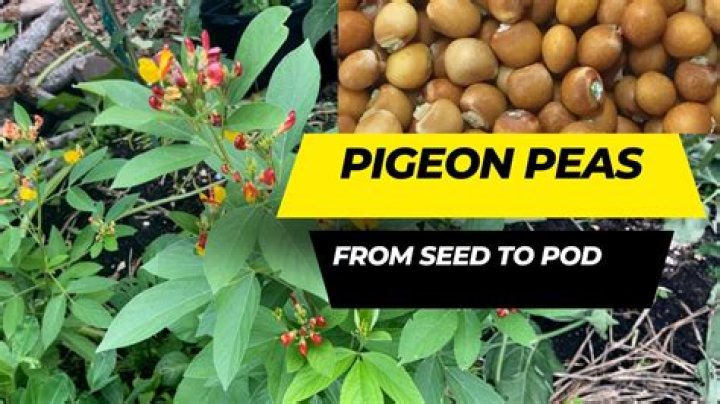 What can be substituted for pigeon peas?