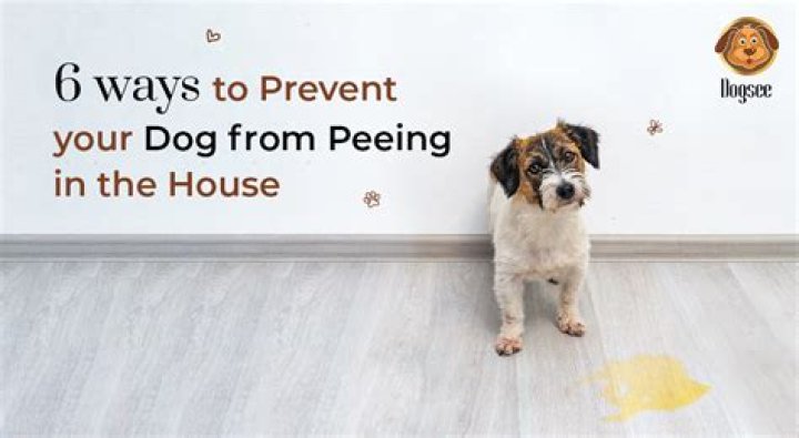 What can I spray on my furniture to keep my dog from peeing on it?