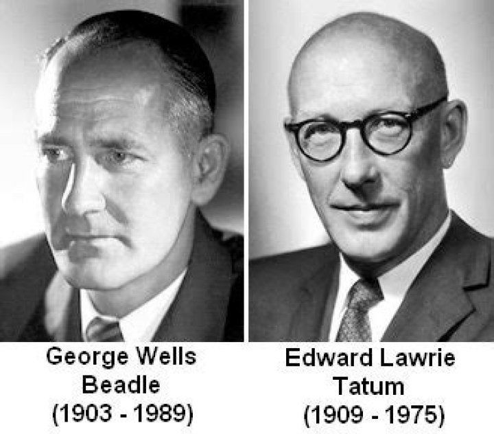 What did George Beadle and Edward Tatum discover?