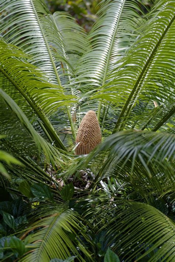 What do you mean by cycads and conifers?