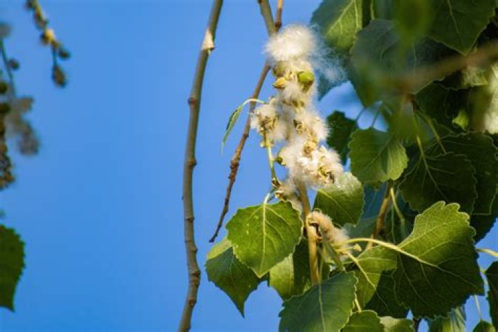 What does a cottonwood tree seed look like?