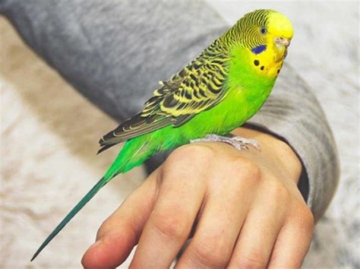 What does it mean when parakeets click?