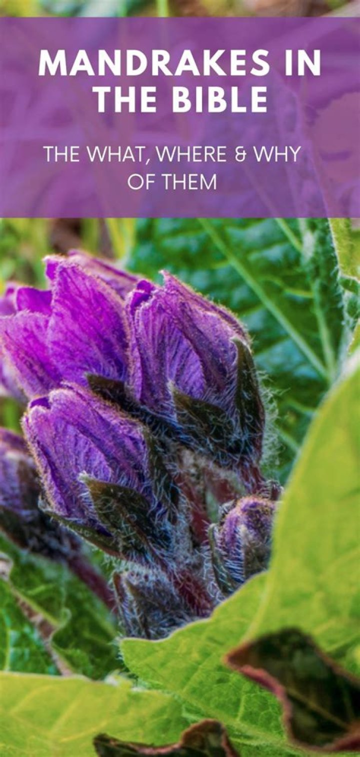What does mandrakes in the Bible mean?