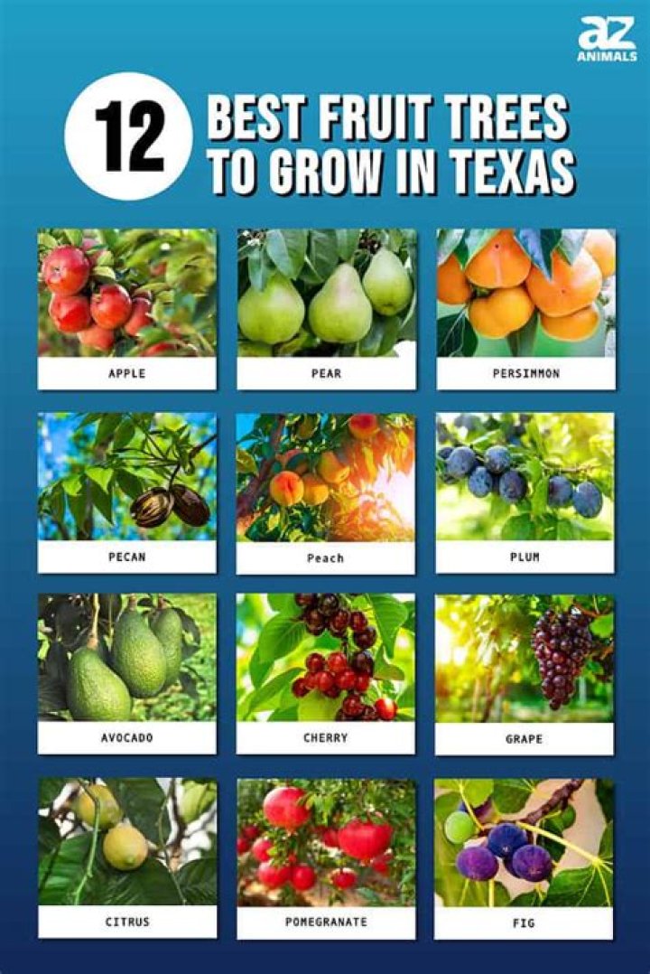 What fruits grow well in Arizona?