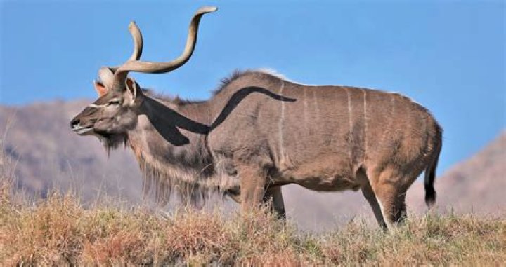 What is a spiral horned antelope called?