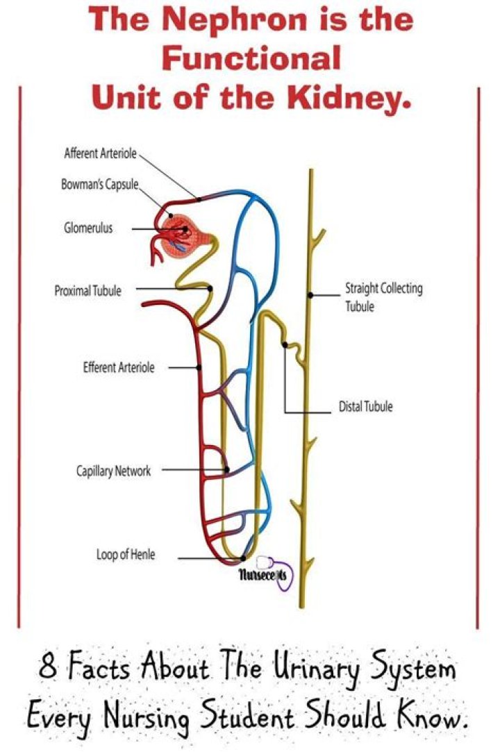 What is the basic functional unit of the kidney?