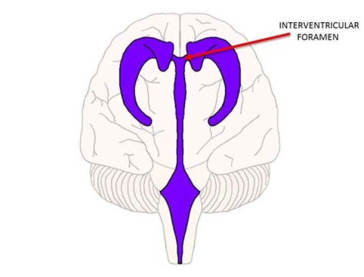 What is the interventricular foramen?