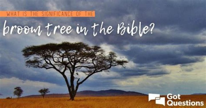What is the significance of the broom tree in the Bible?